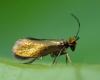 Micropterix sp.